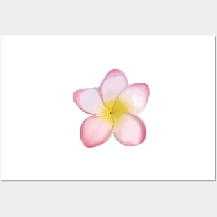 Frangipani — Pink Posters and Art